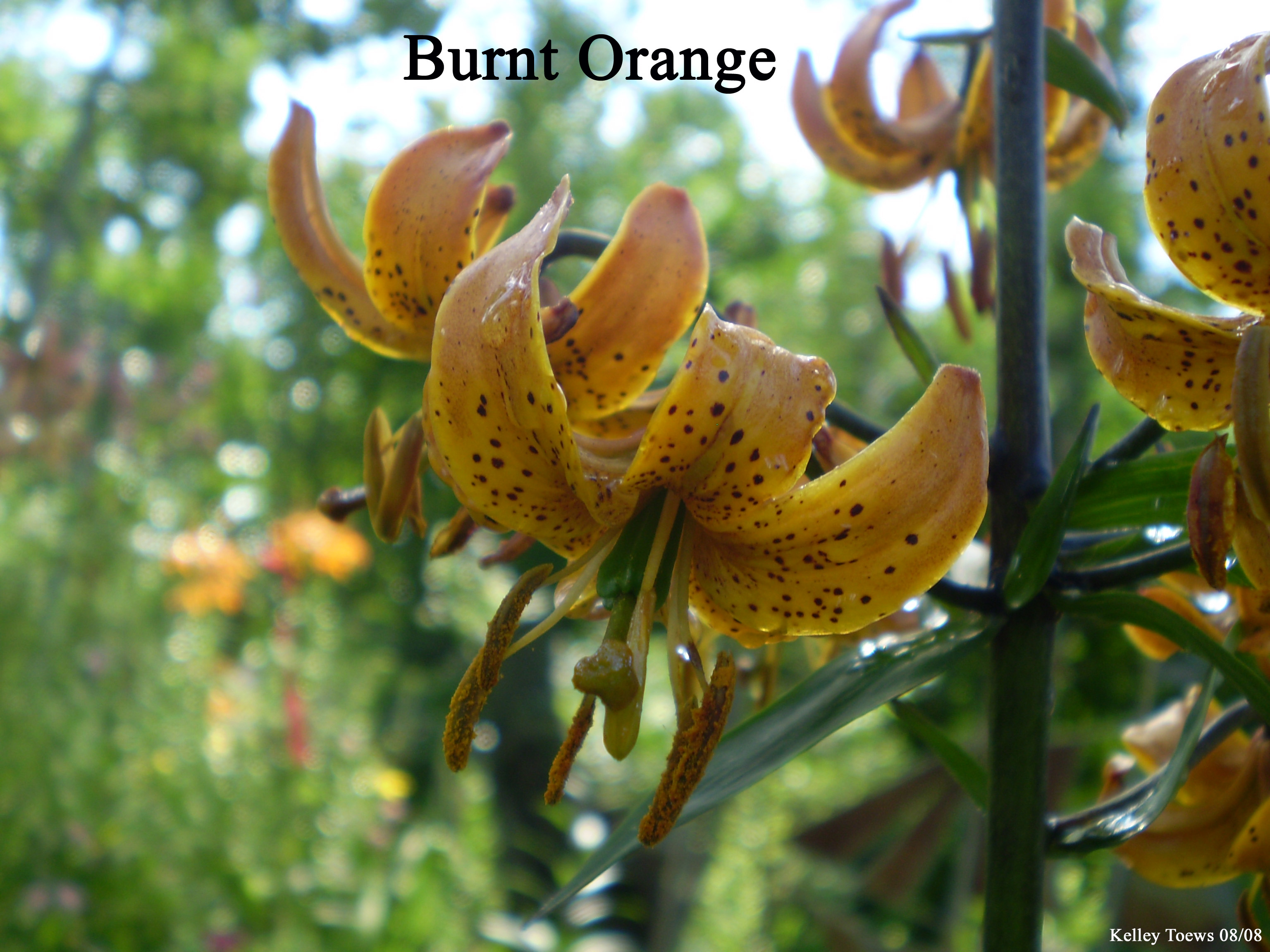 Burnt Orange Plant Pot