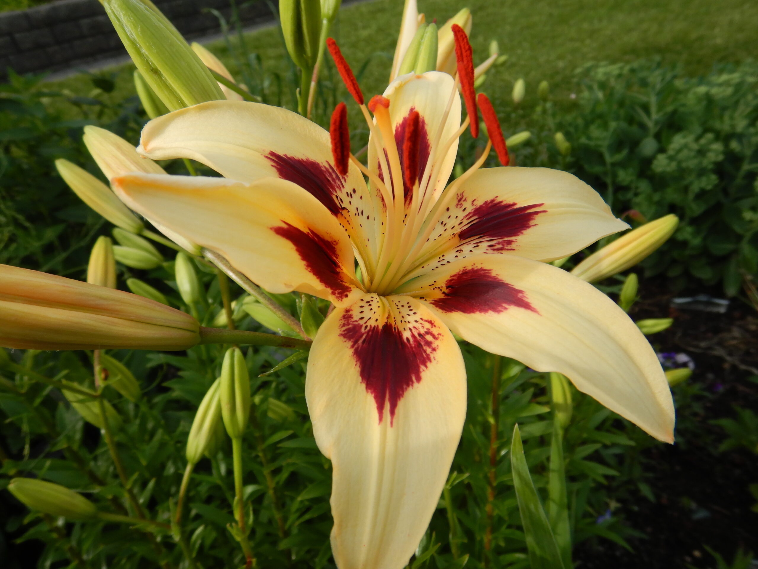 moon-baby-alberta-regional-lily-society